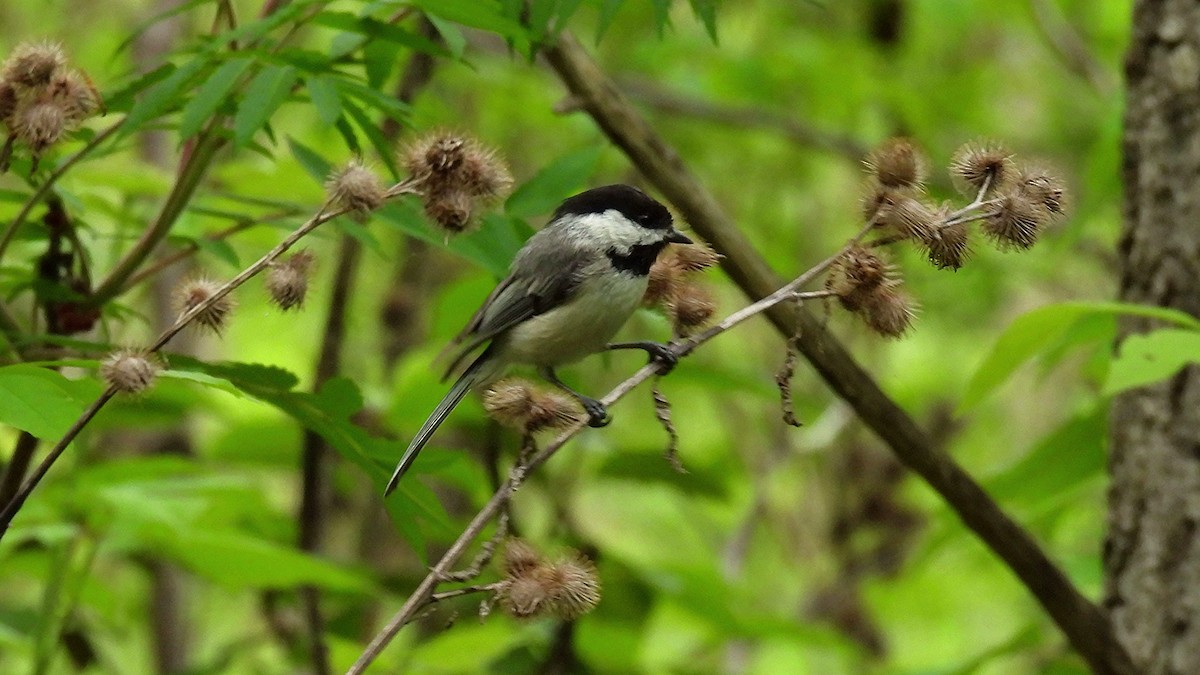 Black-capped Chickadee - ML636782621