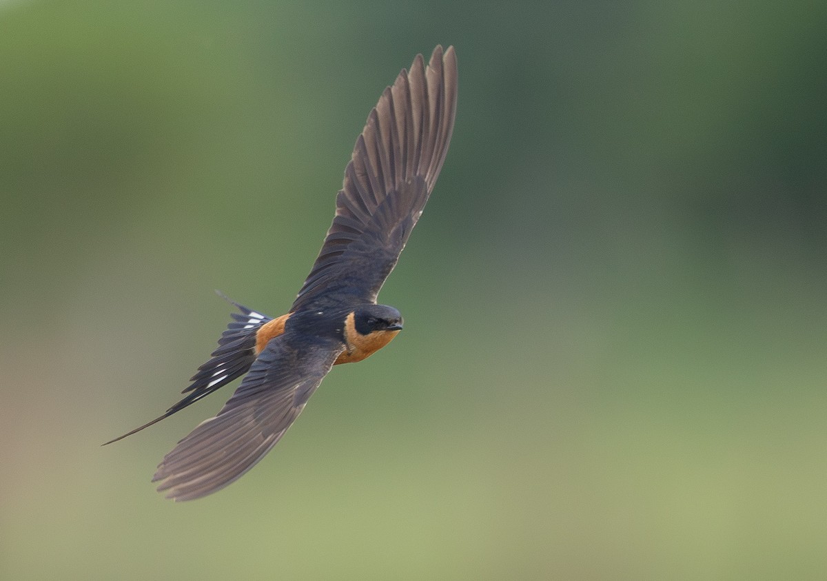 Rufous-chested Swallow - ML636782677