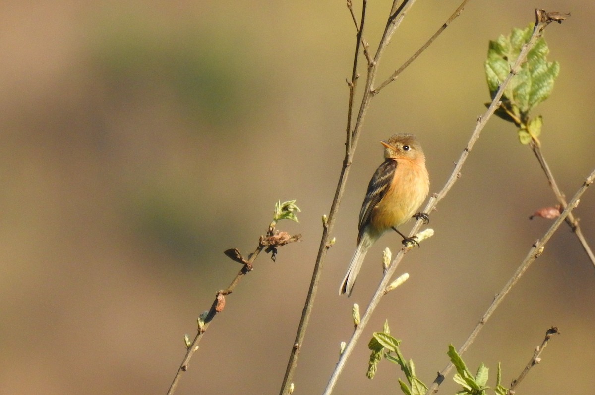 Buff-breasted Flycatcher - ML636782689