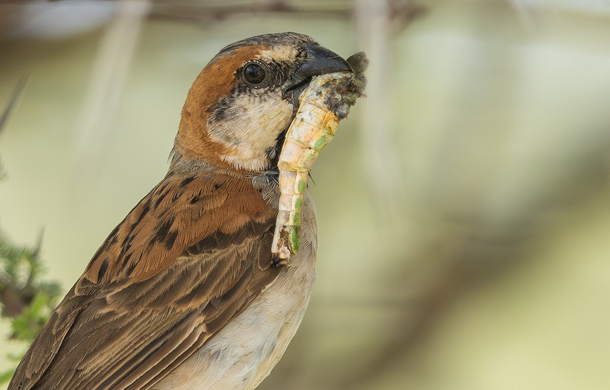 Great Rufous Sparrow - ML636782724