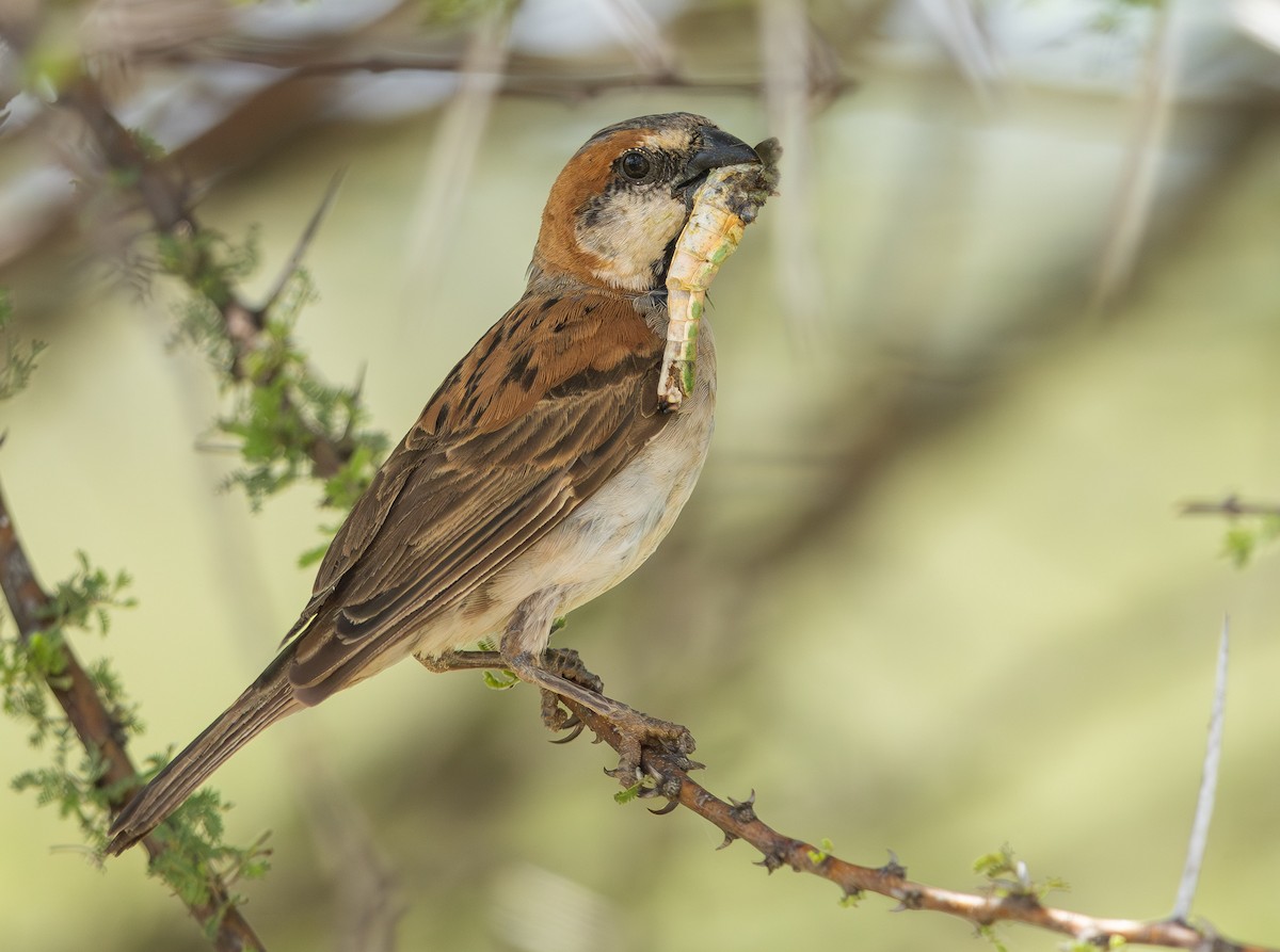 Great Rufous Sparrow - ML636782725