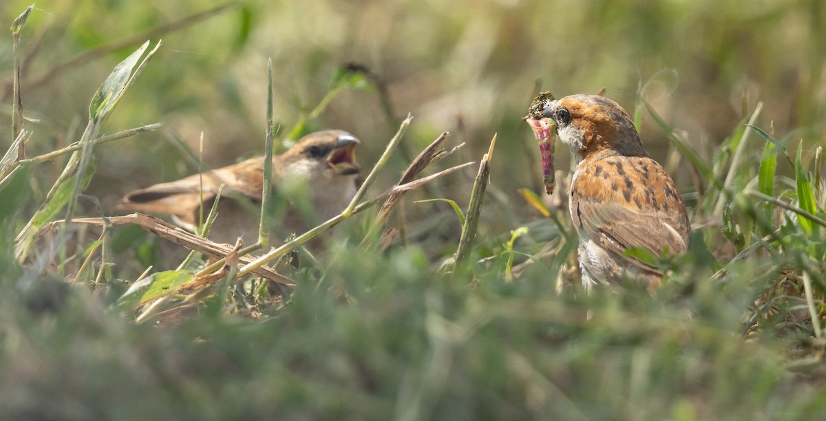 Great Rufous Sparrow - ML636782726