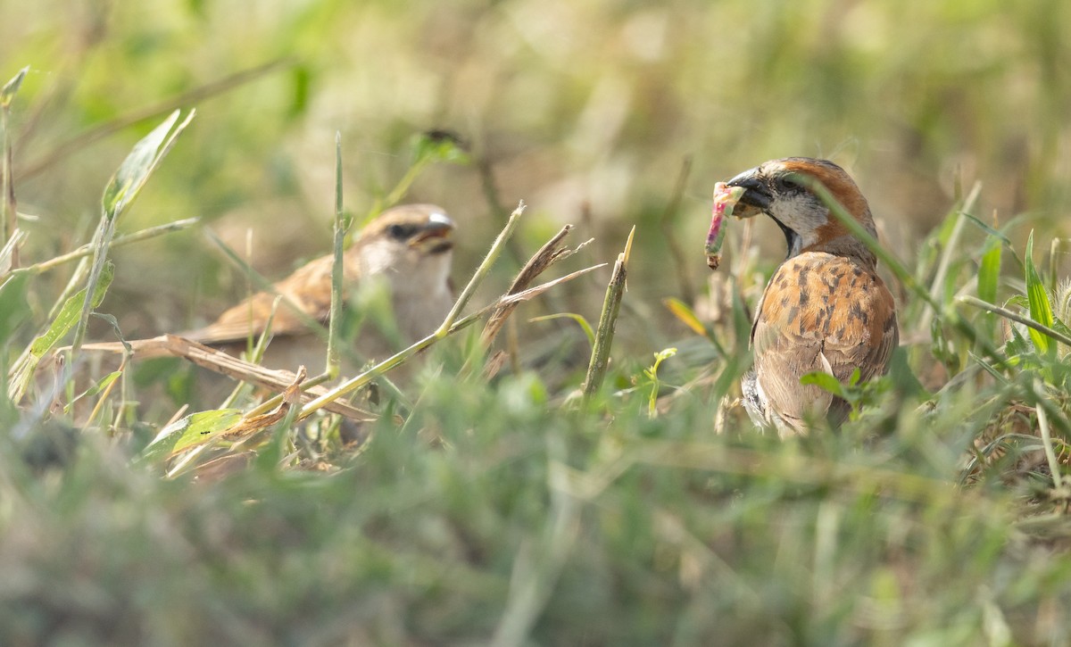 Great Rufous Sparrow - ML636782727