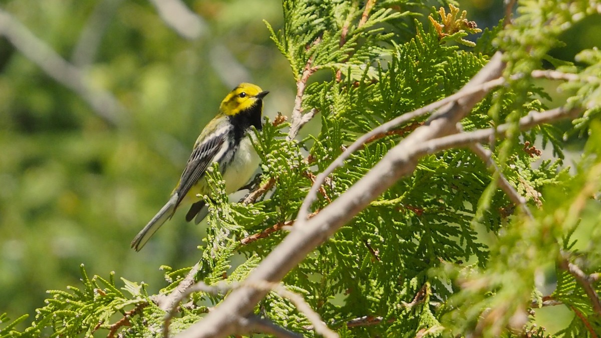 Black-throated Green Warbler - ML636782798
