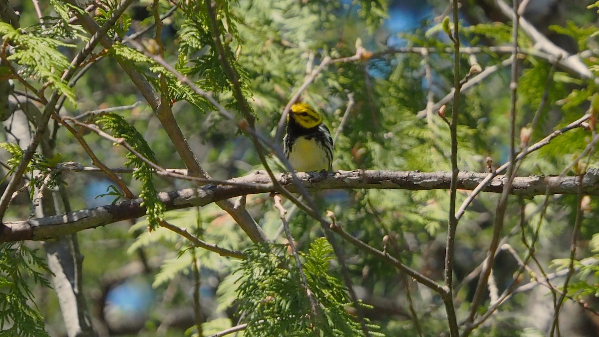 Black-throated Green Warbler - ML636782799