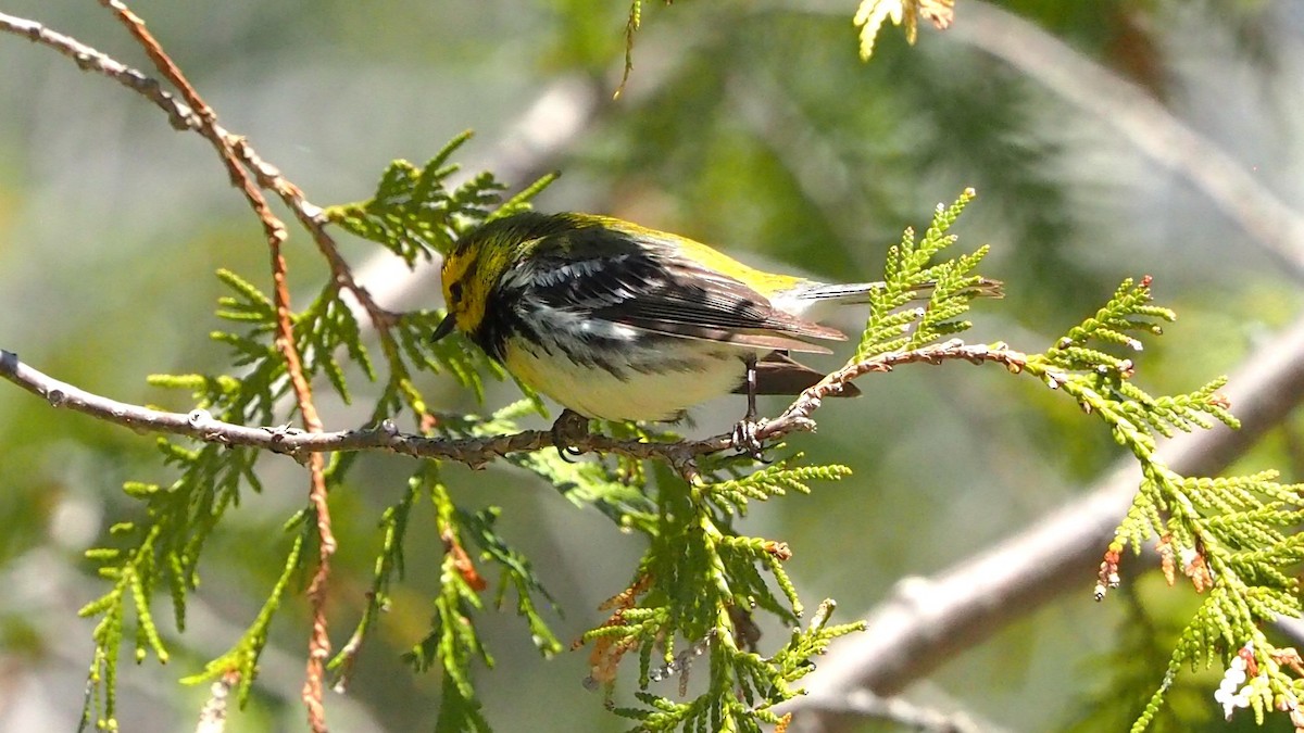 Black-throated Green Warbler - ML636782800