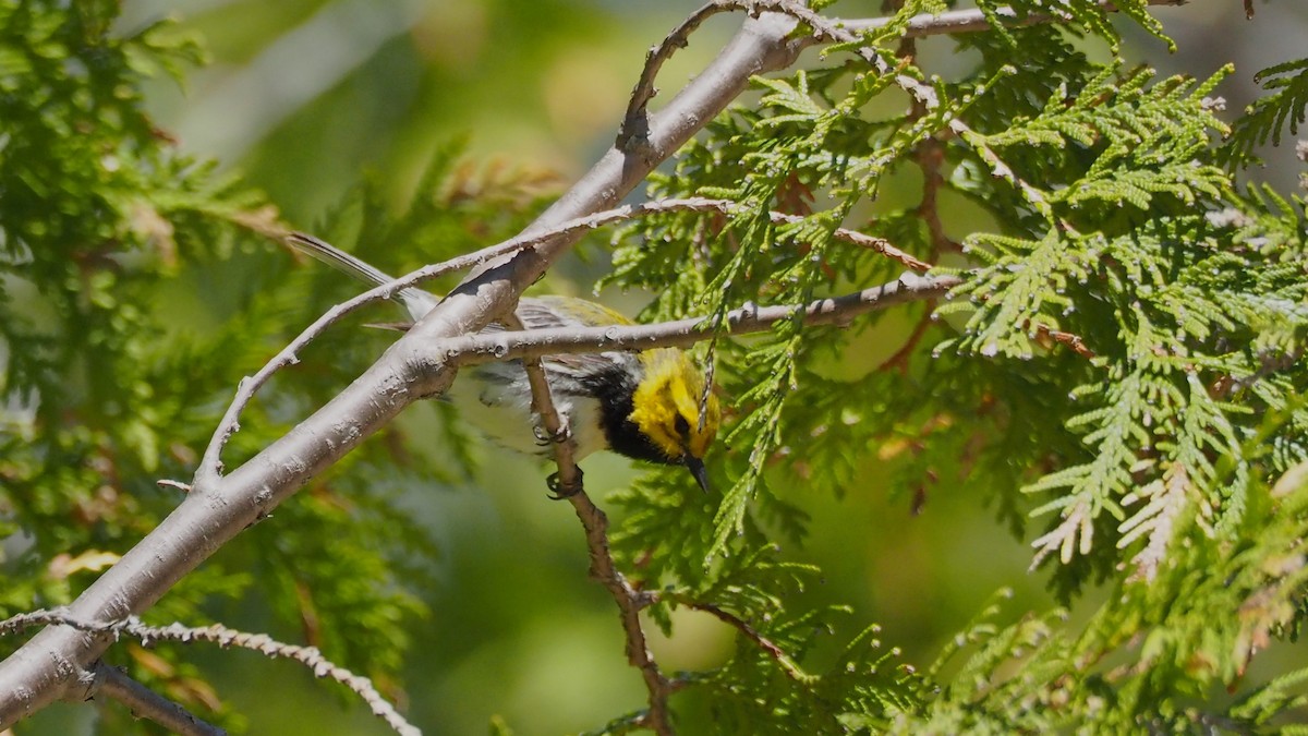Black-throated Green Warbler - ML636782801