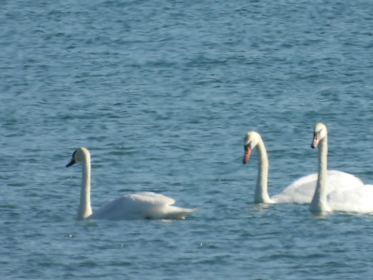 Beltxarga arrunta - ML636782802