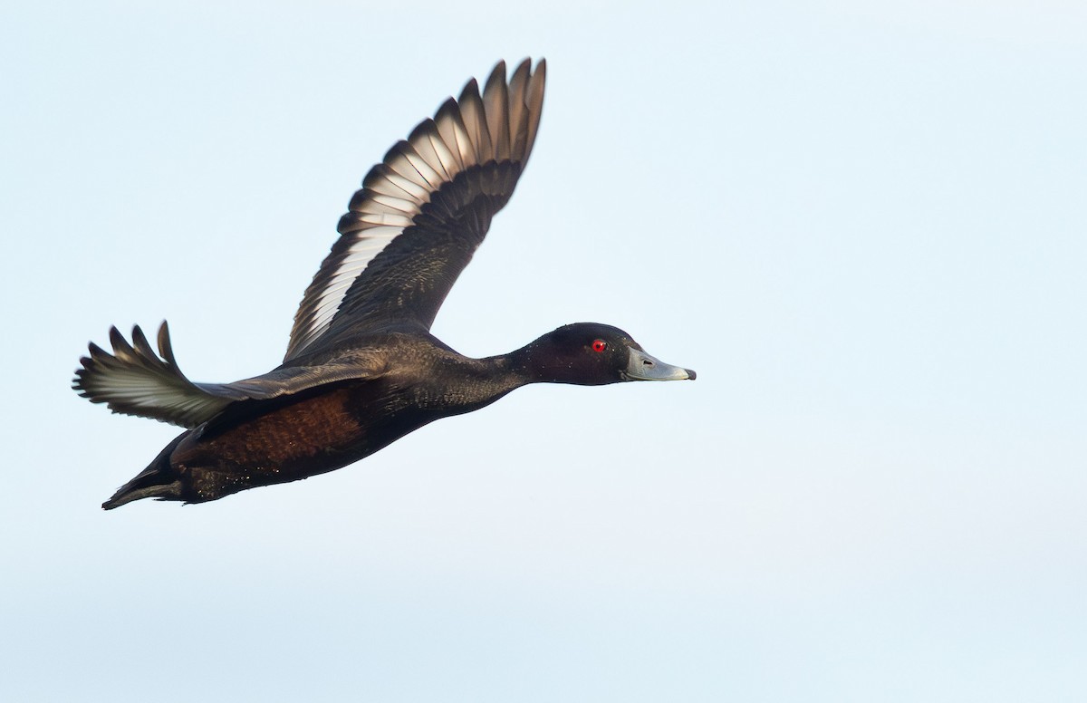 Southern Pochard - ML636782815