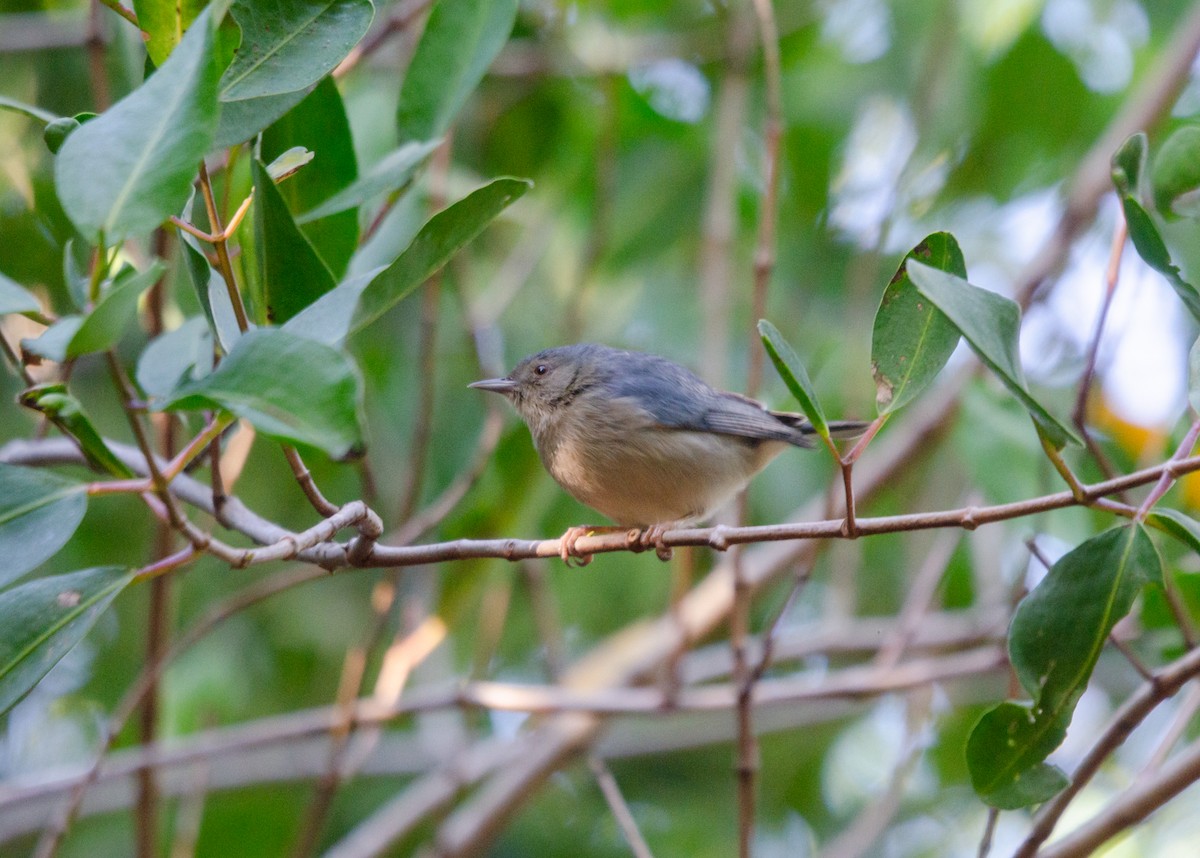 Bicolored Conebill - ML636782869