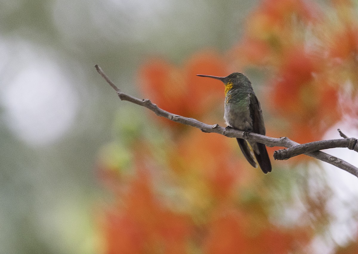 Berylline Hummingbird - ML636782871