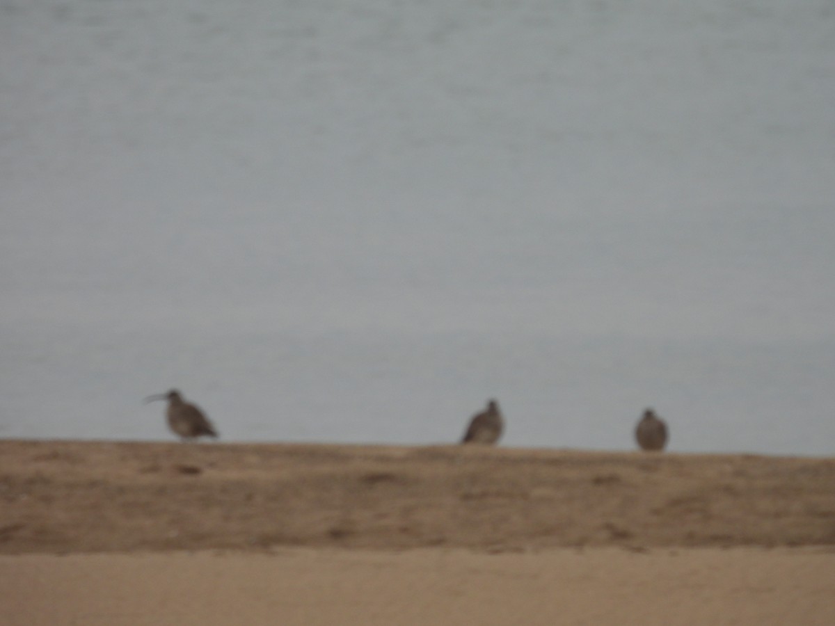 Hudsonian Whimbrel - ML636782880