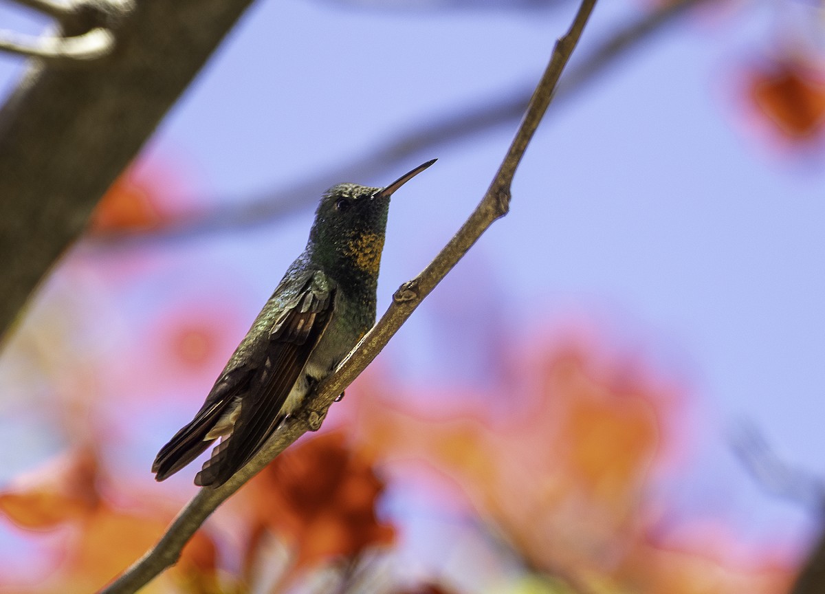 Berylline Hummingbird - ML636782883