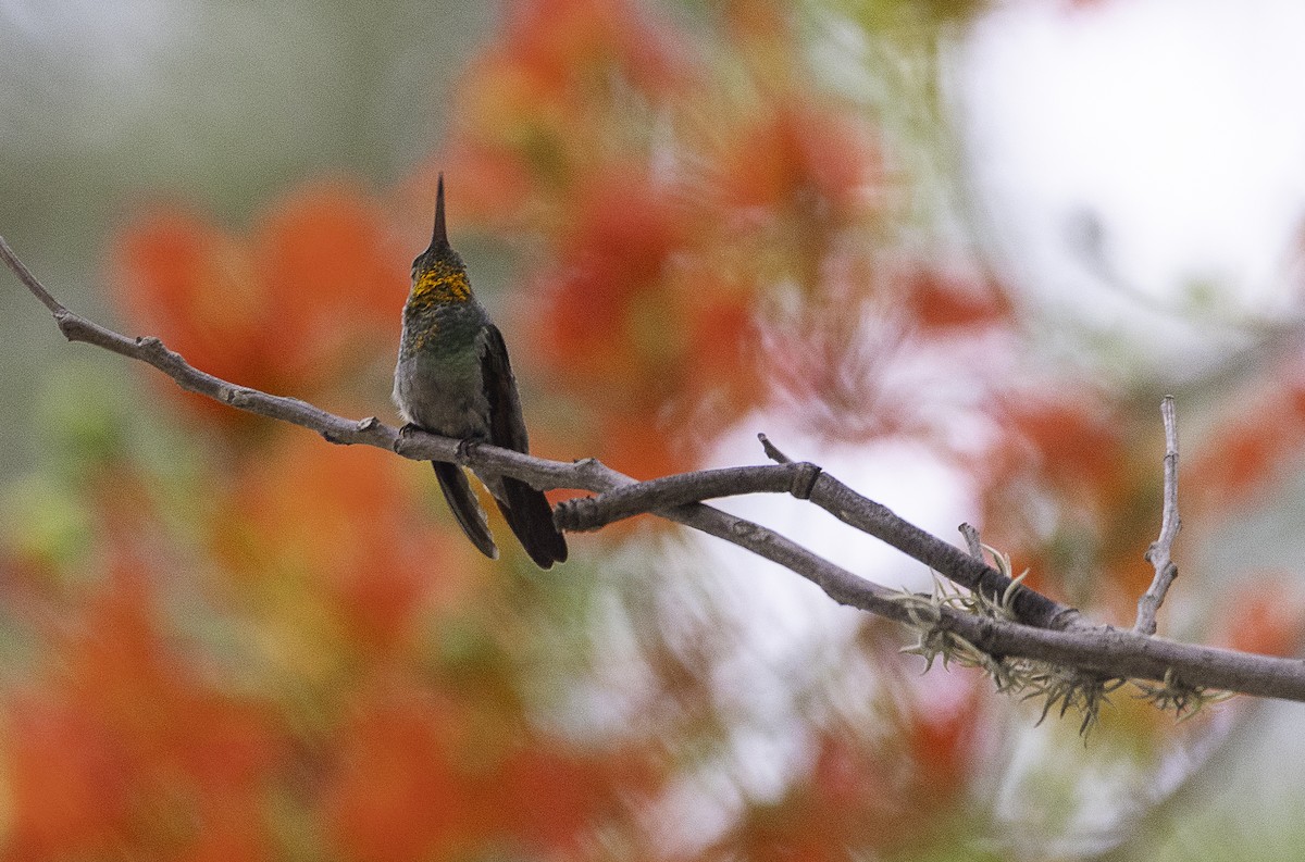 Berylline Hummingbird - ML636782884