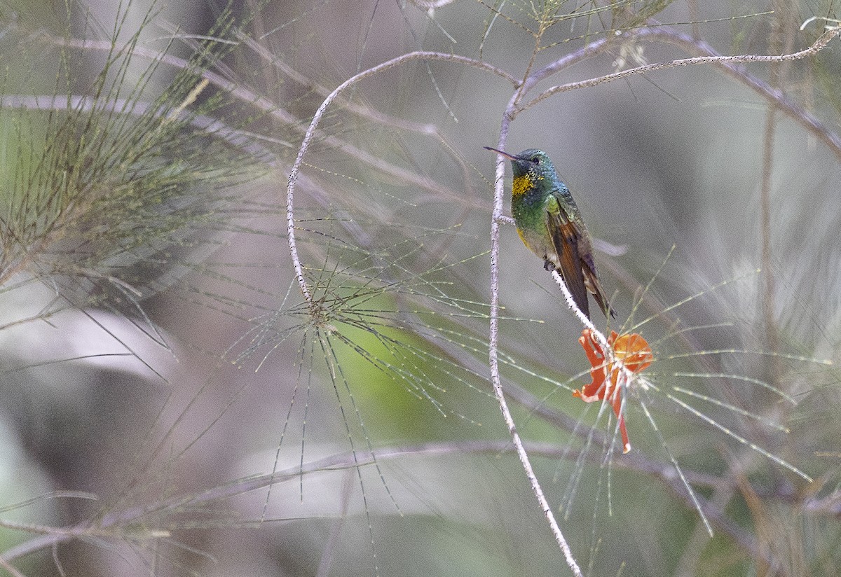 Berylline Hummingbird - ML636782885