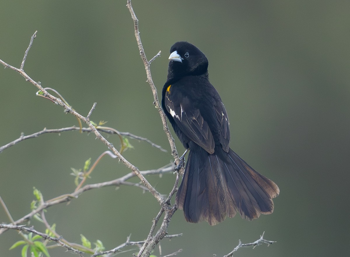 White-winged Widowbird - ML636782939