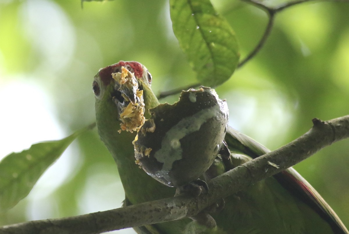 Red-lored Amazon - ML636782944