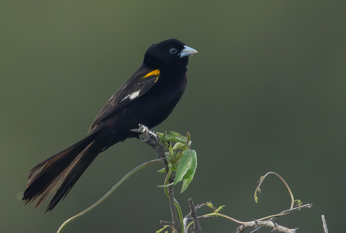 White-winged Widowbird - ML636782948