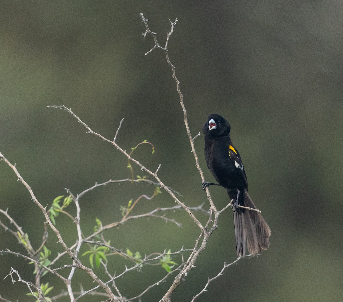 White-winged Widowbird - ML636782949