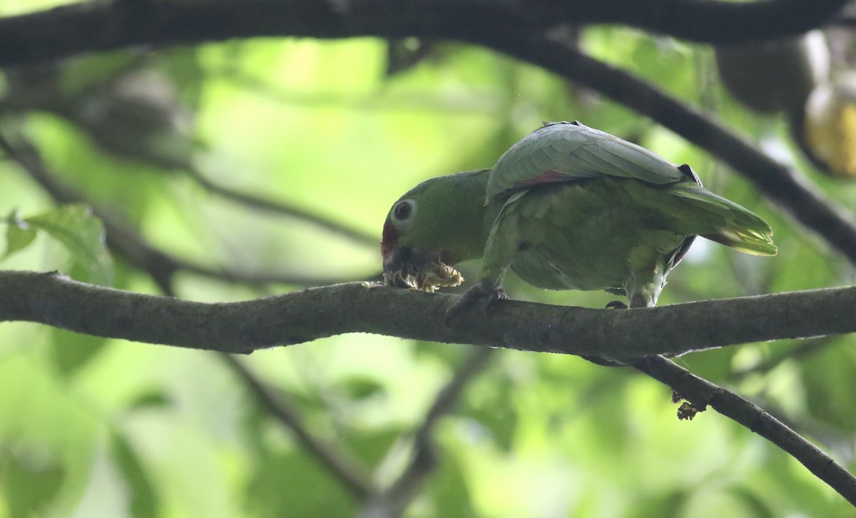 Red-lored Amazon - ML636782954