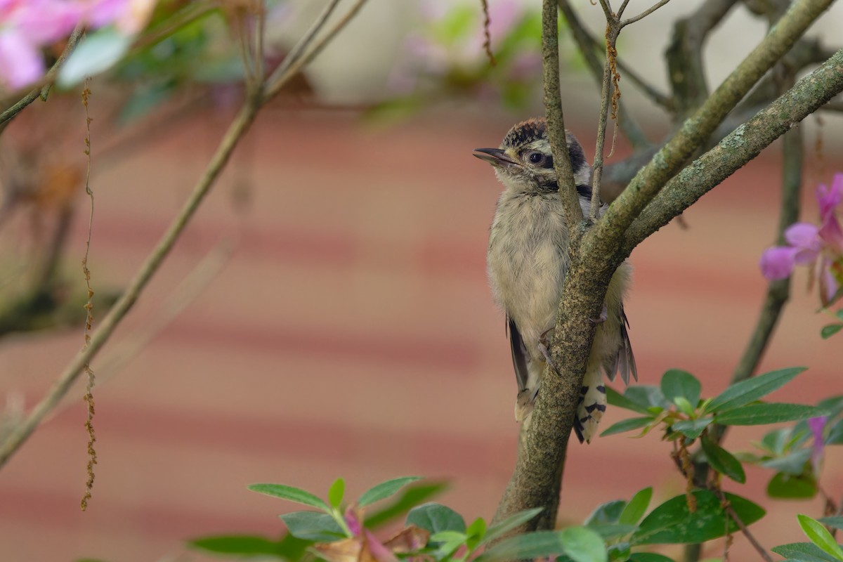 Downy Woodpecker - ML636782955