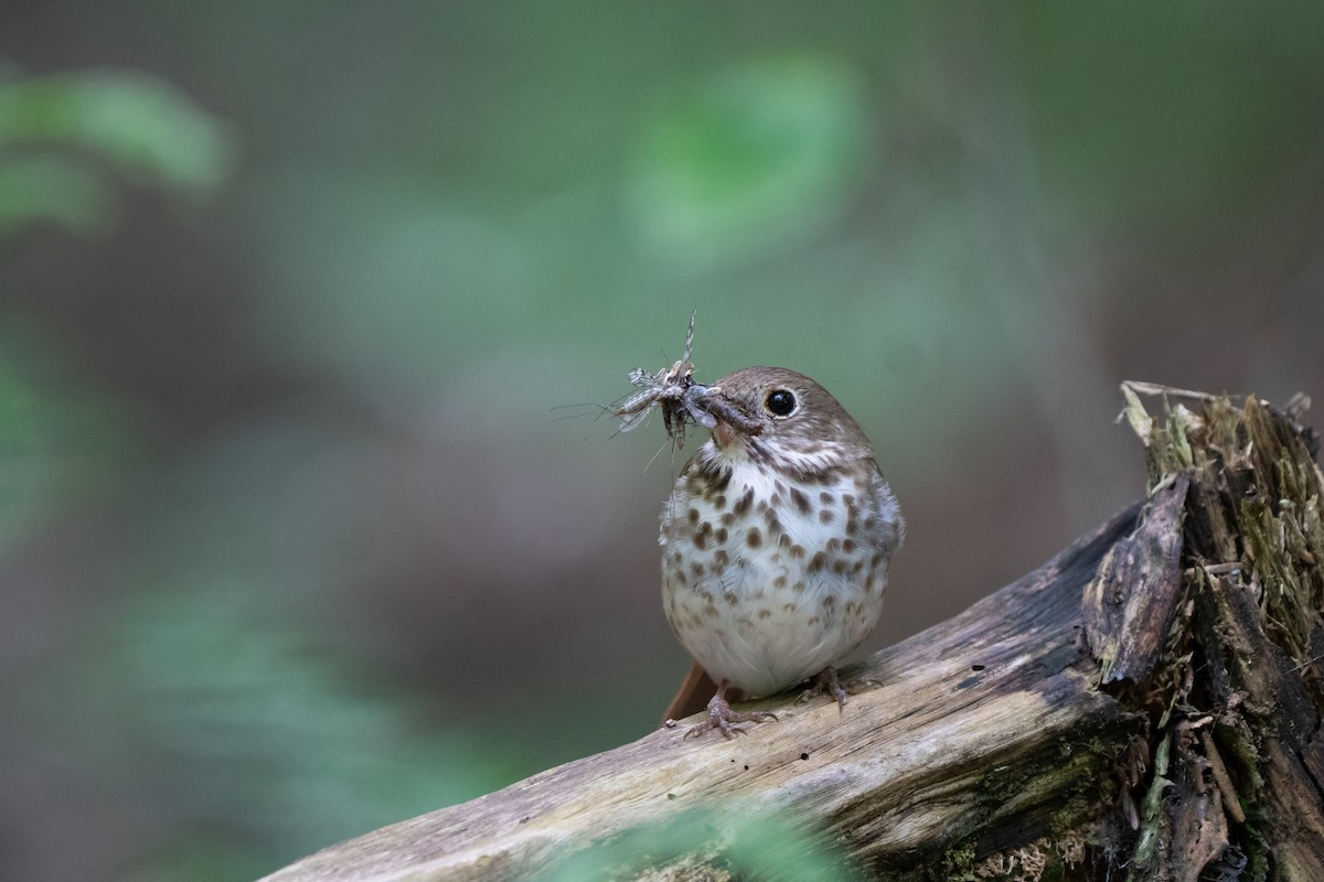 Hermit Thrush - Alejandra MacNeil