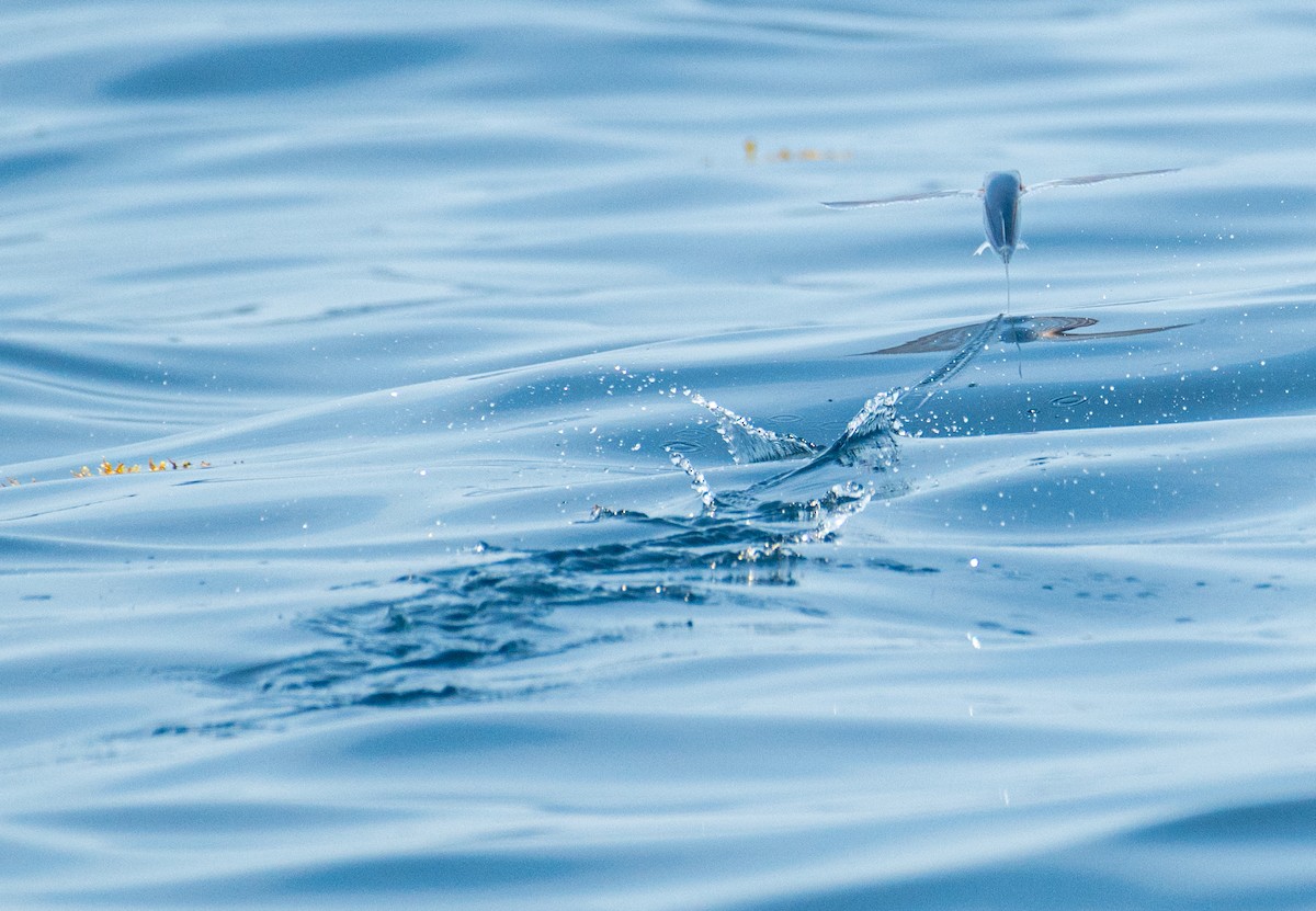 Ray-finned Fishes - ML636783006