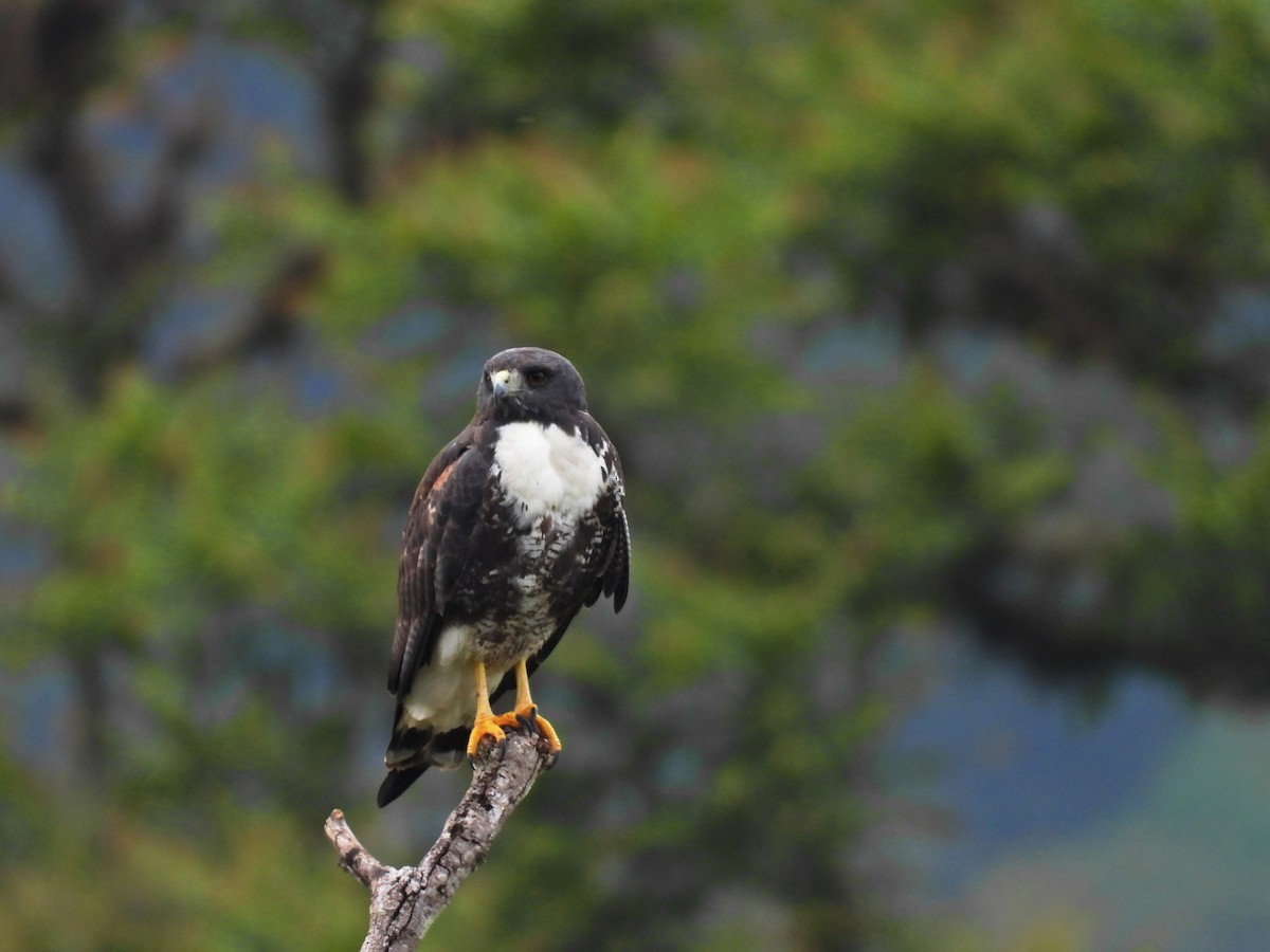 White-tailed Hawk - ML636783069