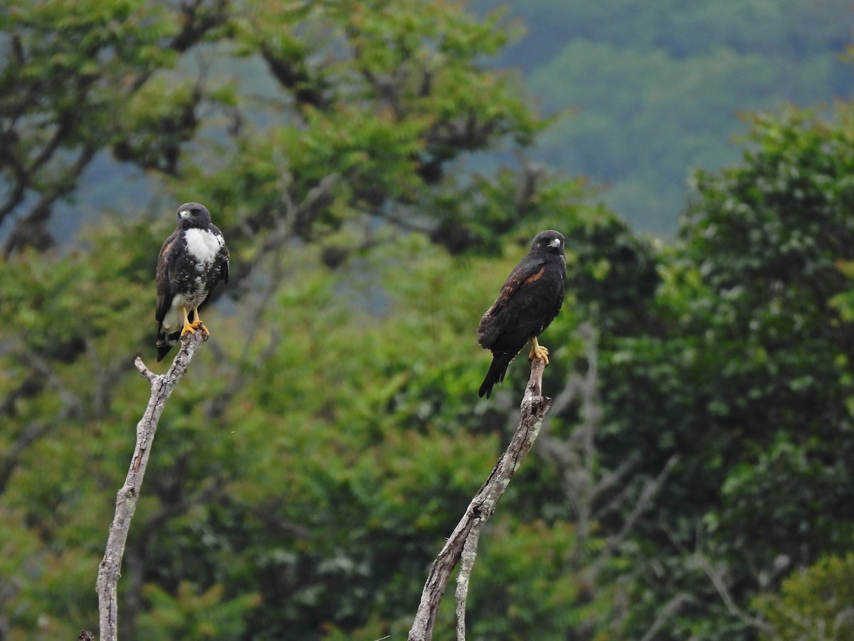 White-tailed Hawk - ML636783071