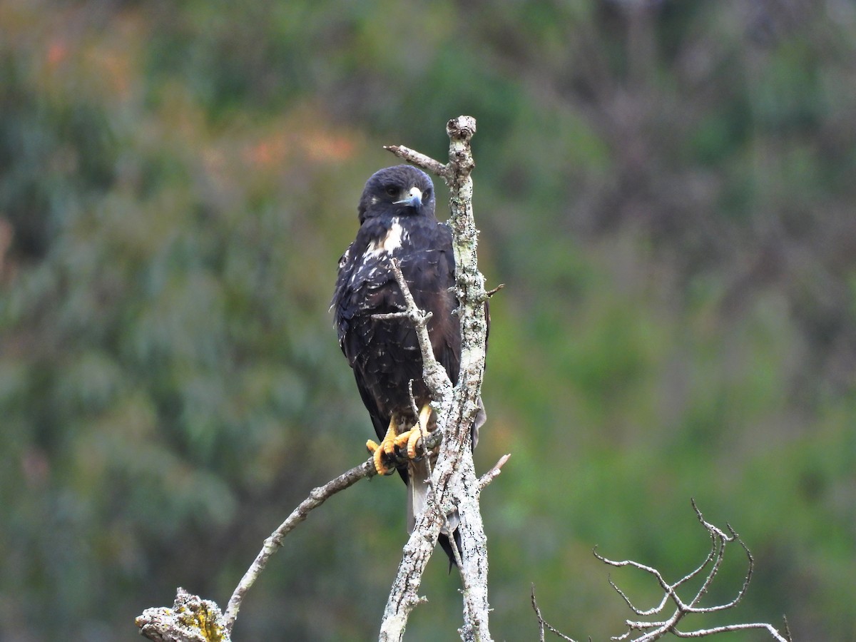 White-tailed Hawk - ML636783072