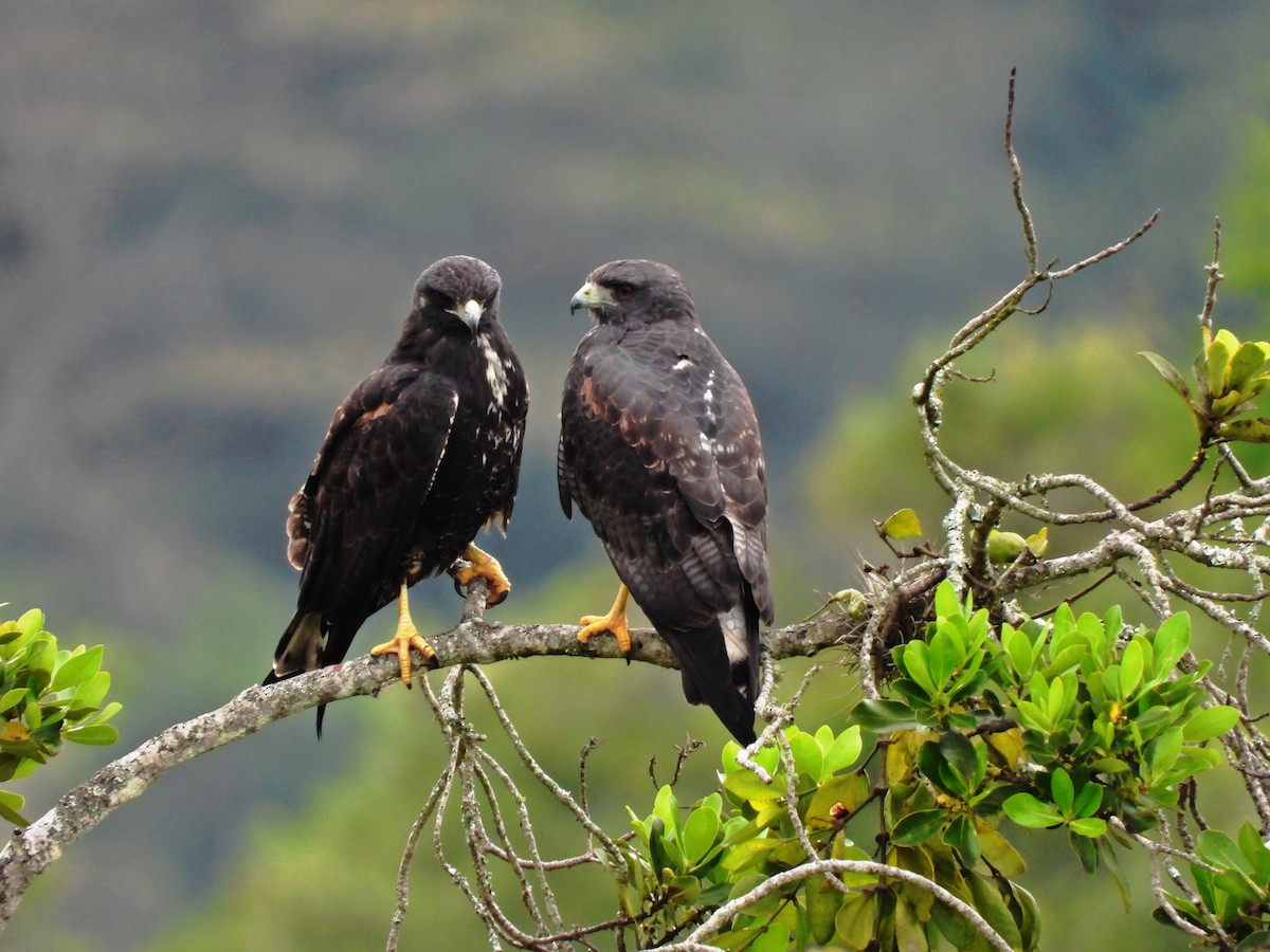 White-tailed Hawk - ML636783073
