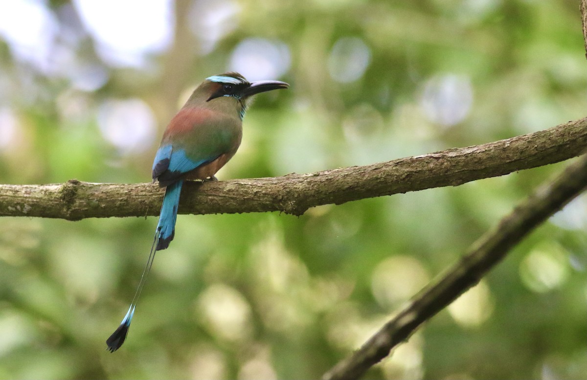 Turquoise-browed Motmot - ML636783074