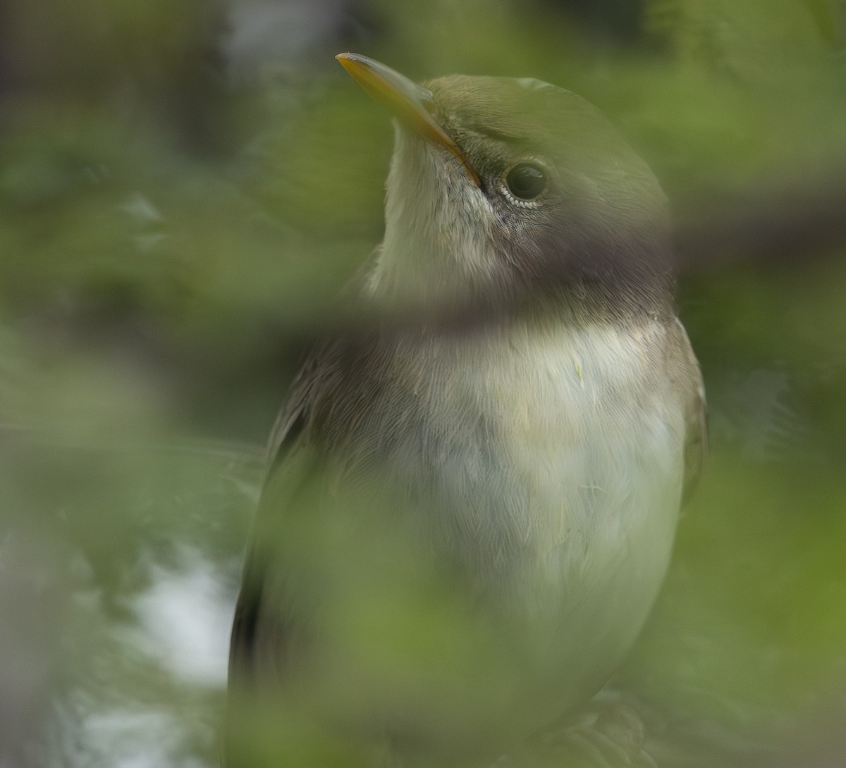 Olive-tree Warbler - ML636783117