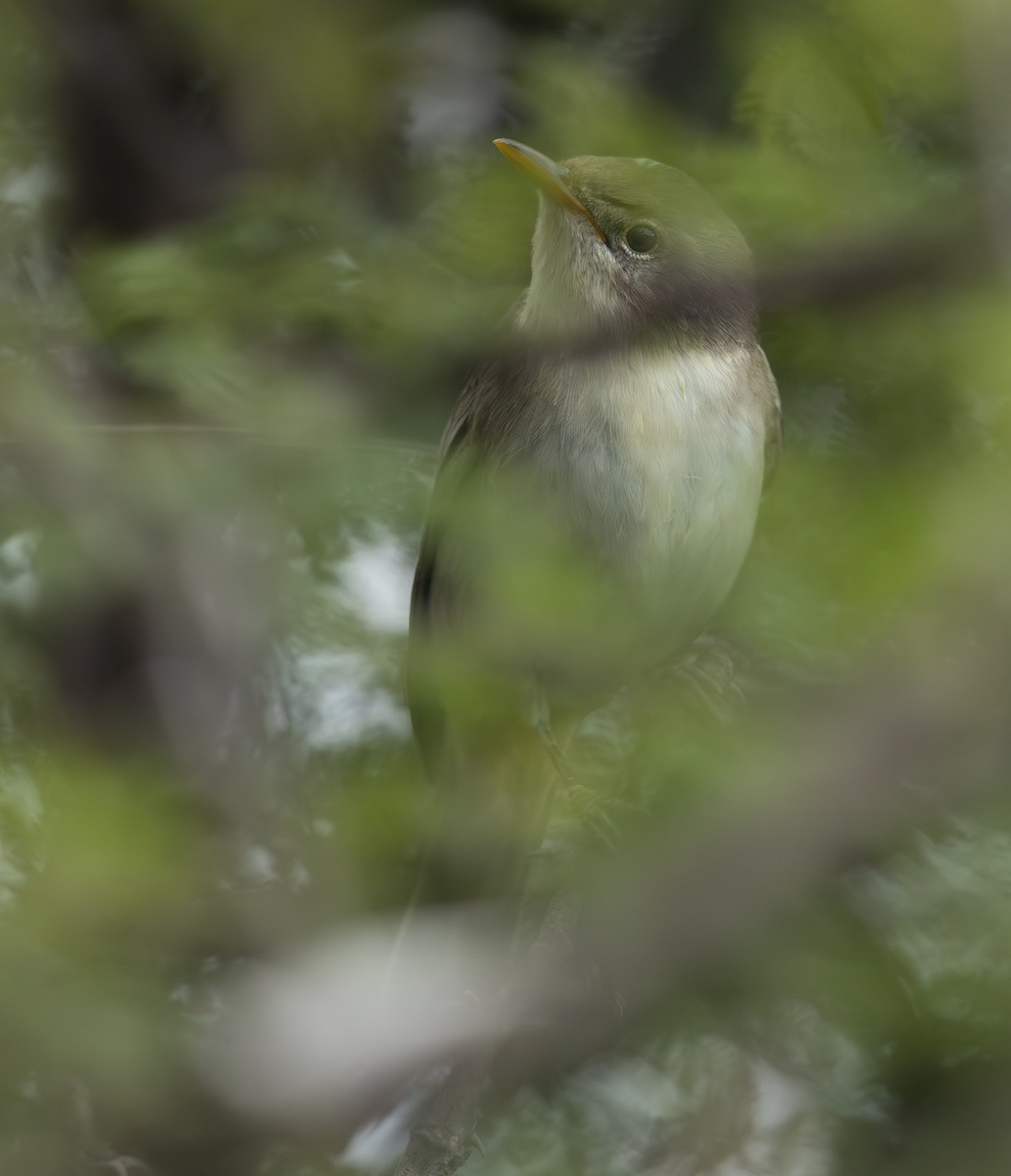 Olive-tree Warbler - ML636783118