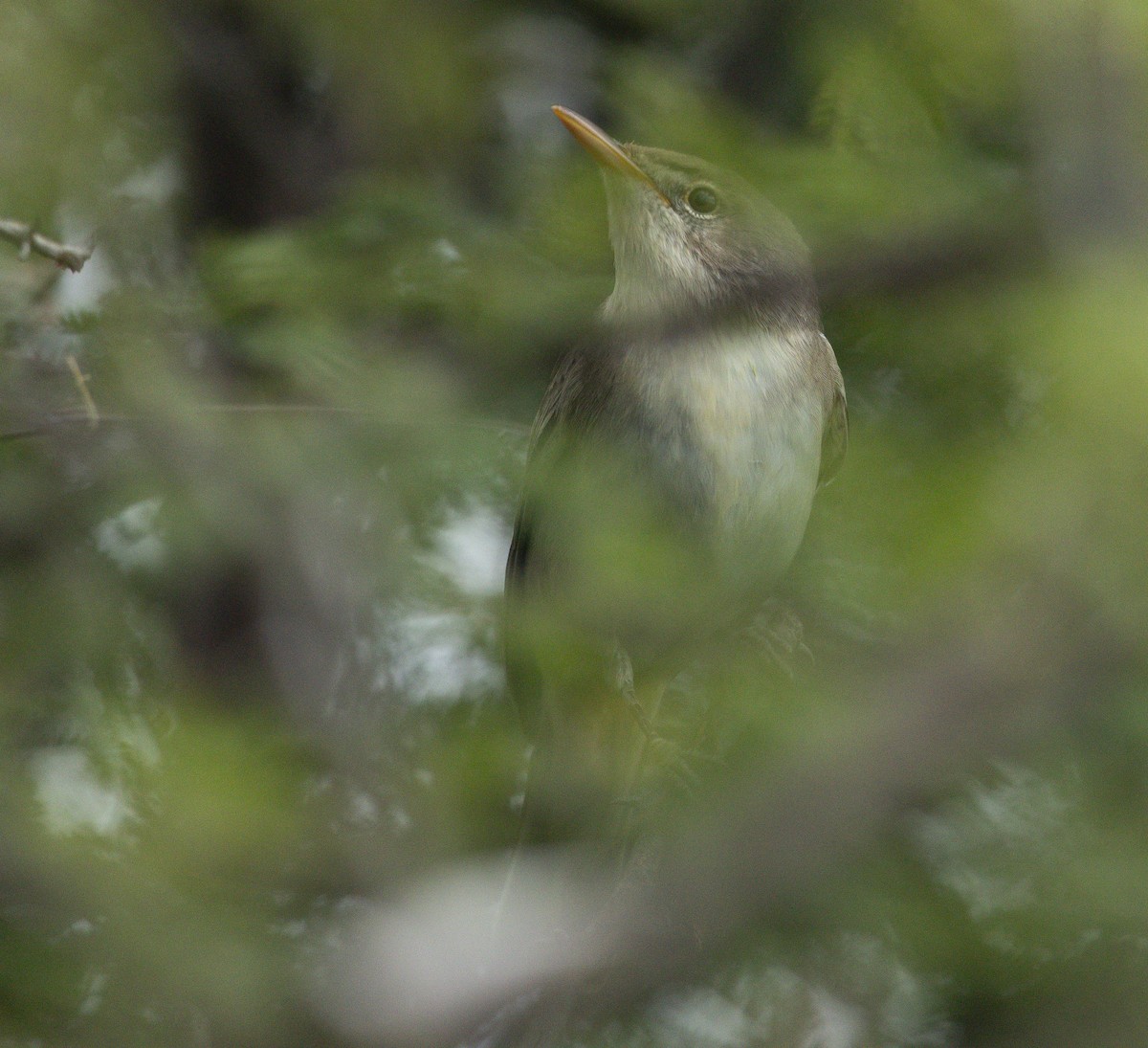 Olive-tree Warbler - ML636783119
