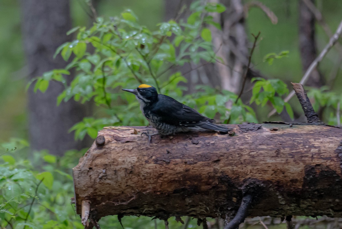 Black-backed Woodpecker - ML636783188