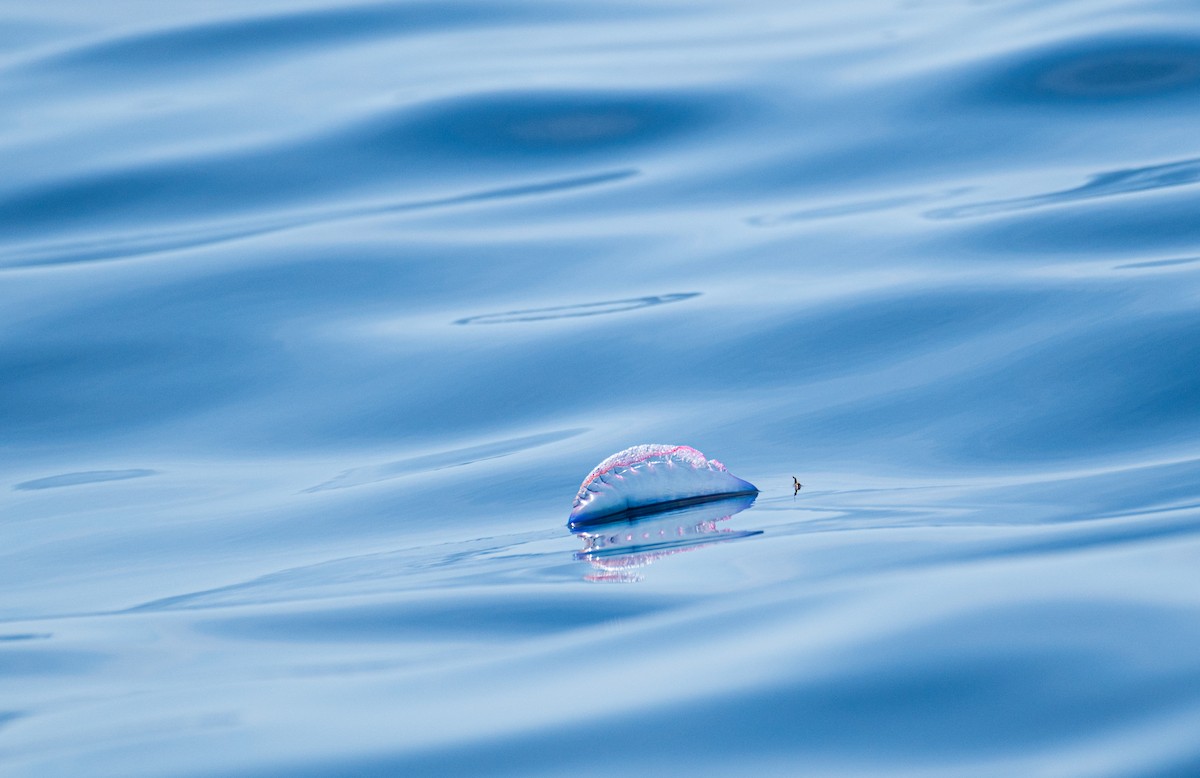Cnidarians - ML636783197