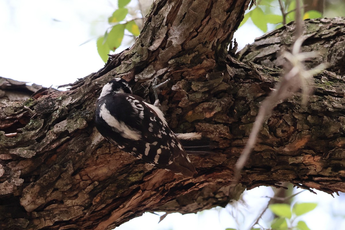 Downy Woodpecker - ML636783233
