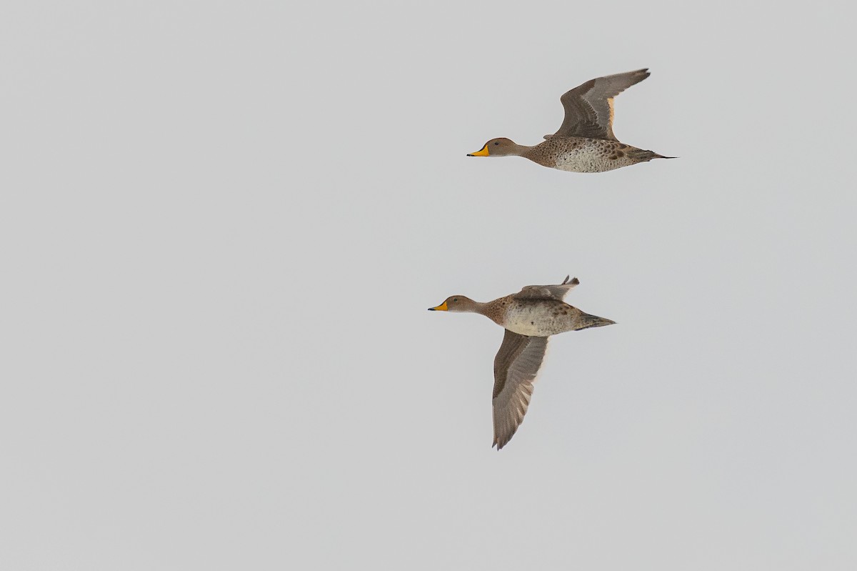 Yellow-billed Pintail - ML636783275