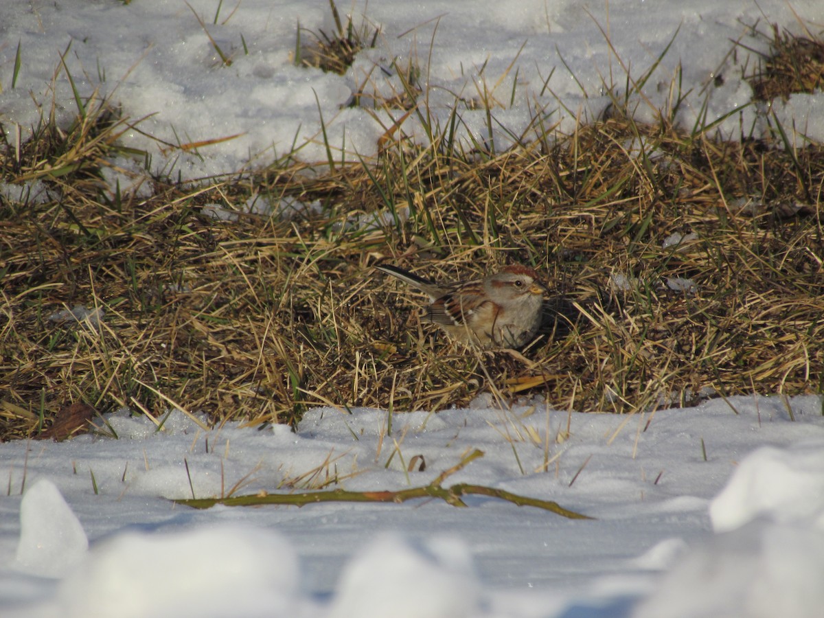 American Tree Sparrow - ML636783300