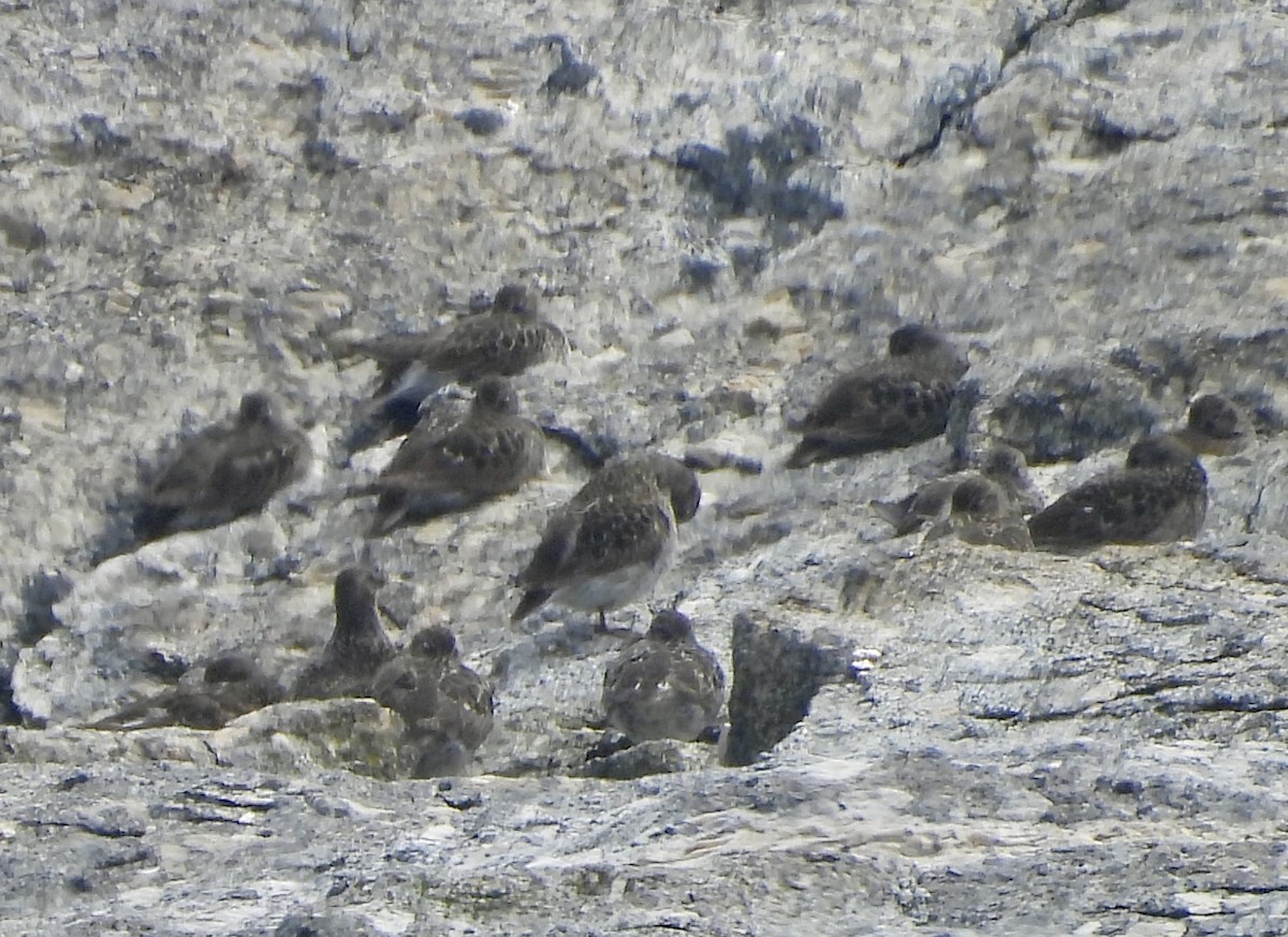 Purple Sandpiper - ML636783307