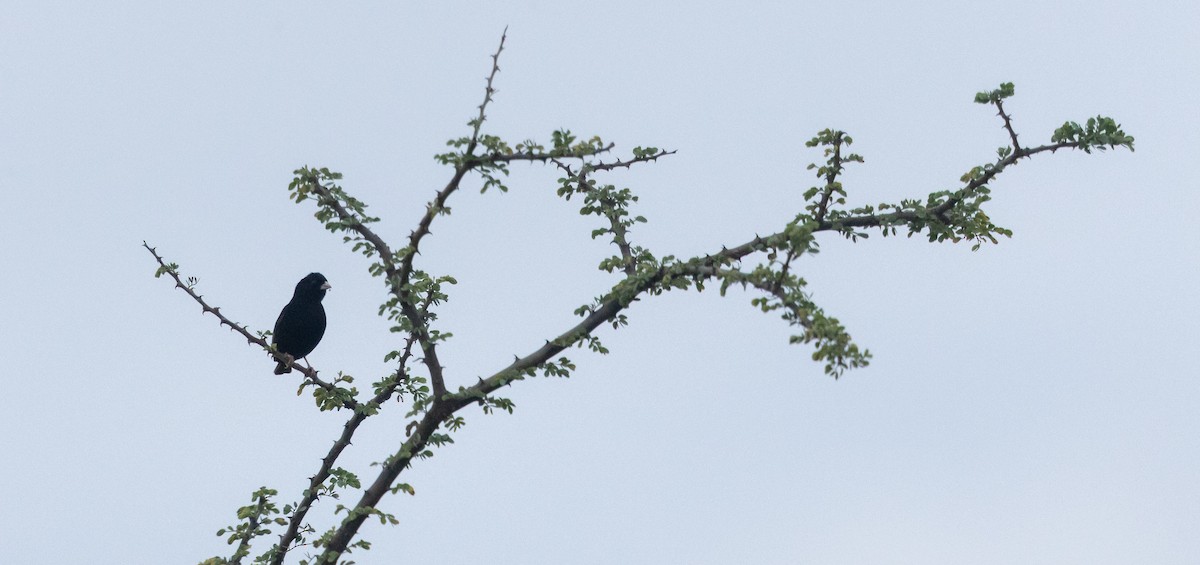Dusky Indigobird - ML636783338