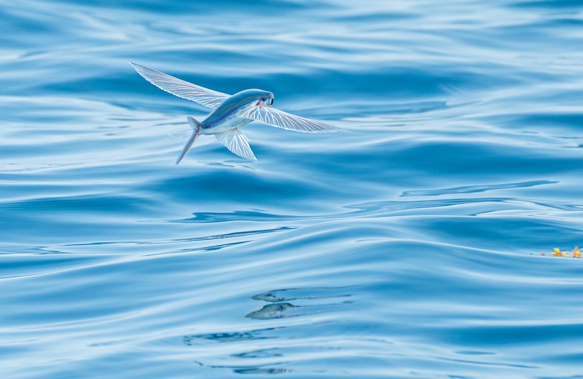 Ray-finned Fishes - ML636783360