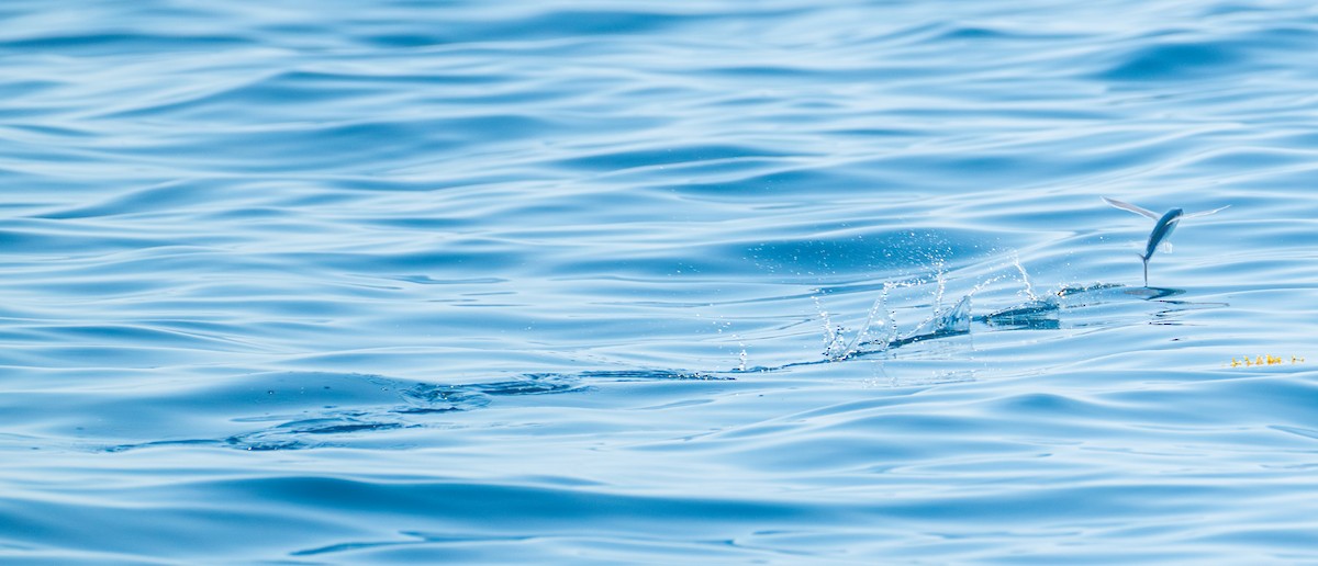 Ray-finned Fishes - ML636783361