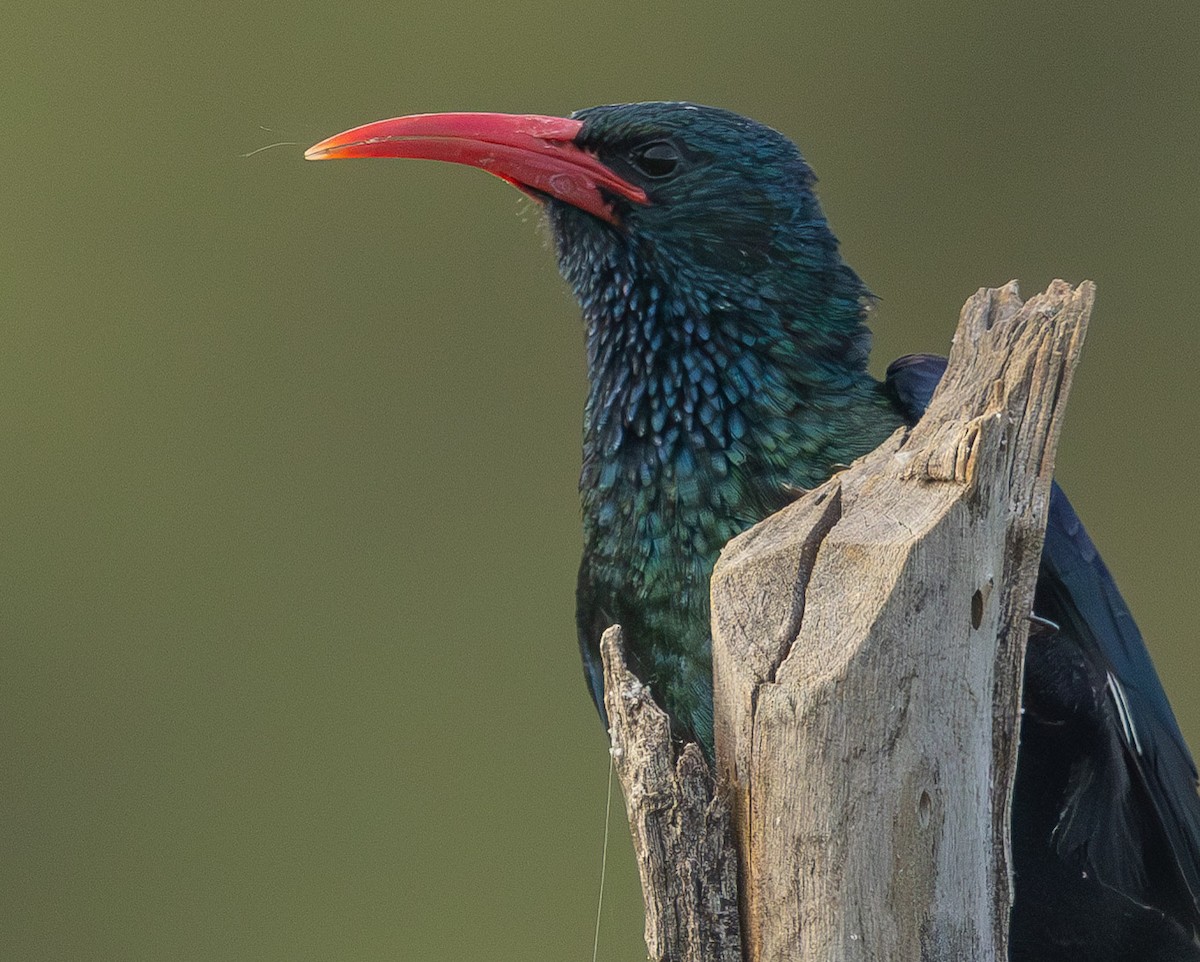 Green Woodhoopoe - ML636783403