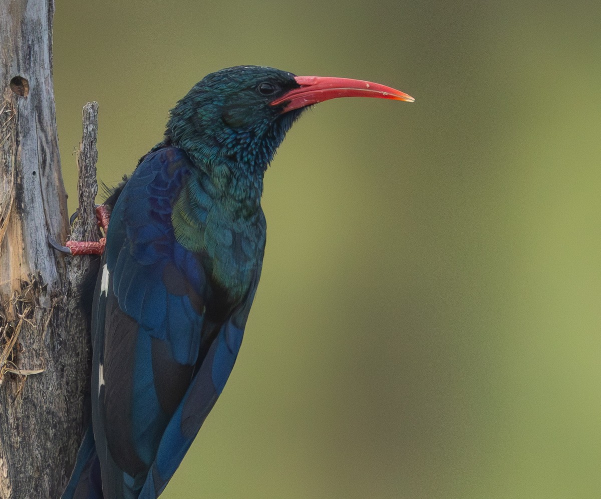Green Woodhoopoe - ML636783404