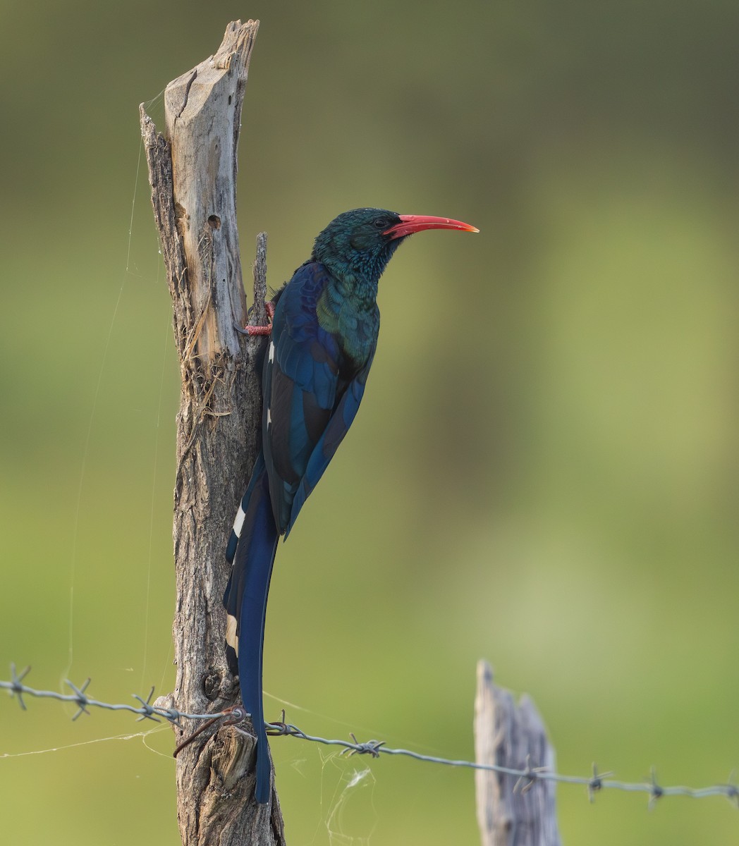 Green Woodhoopoe - ML636783405