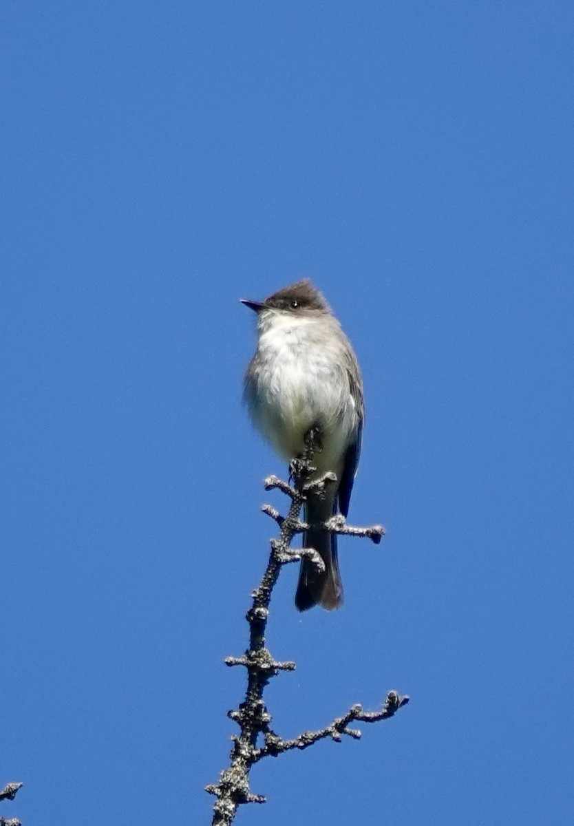 Eastern Phoebe - ML636783411