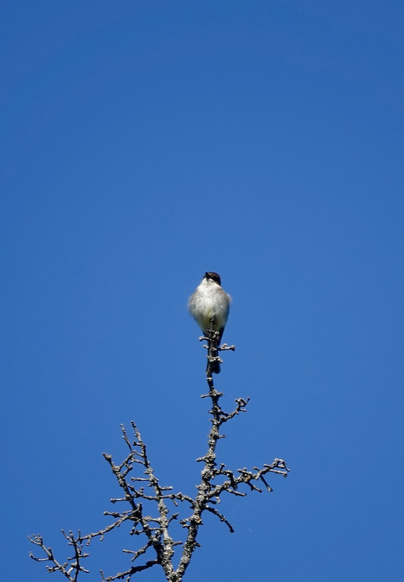 Eastern Phoebe - ML636783412