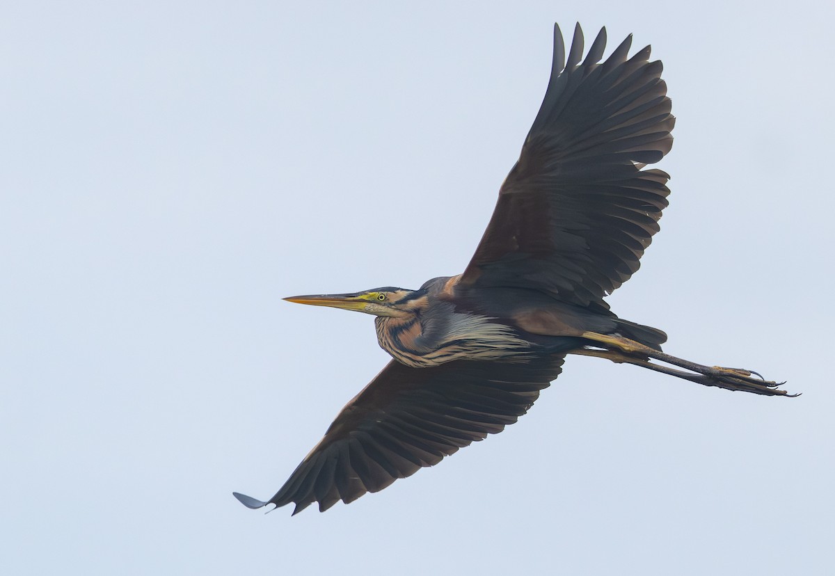 Purple Heron - ML636783419